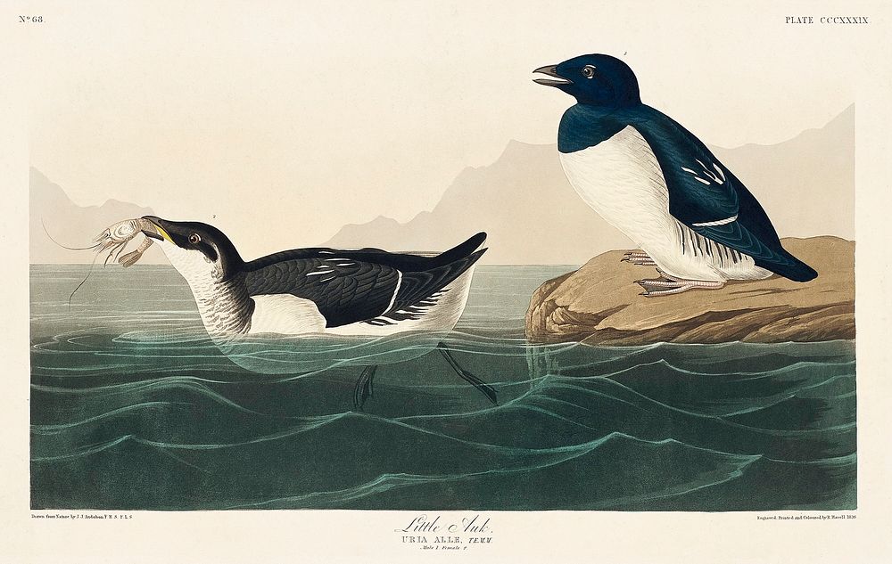 Little Auk from Birds of America (1827) by John James Audubon, etched by William Home Lizars. Original from University of…