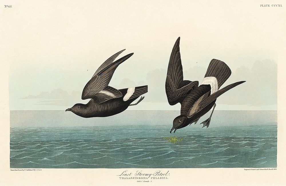 Least Stormy-Petrel from Birds of America (1827) by John James Audubon, etched by William Home Lizars. Original from…