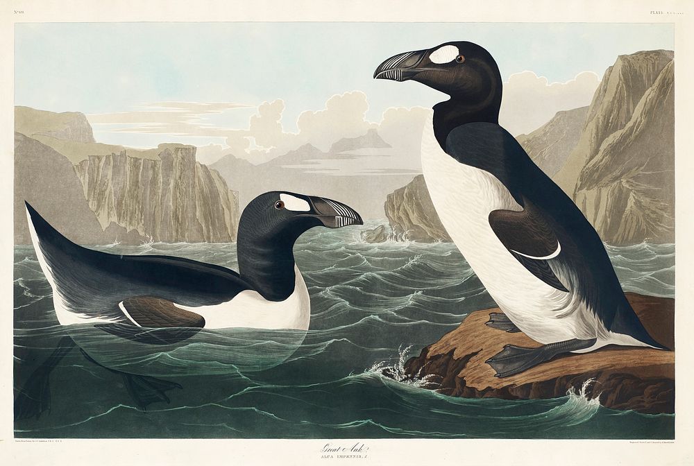 Great Auk from Birds of America (1827) by John James Audubon, etched by William Home Lizars. Original from University of…