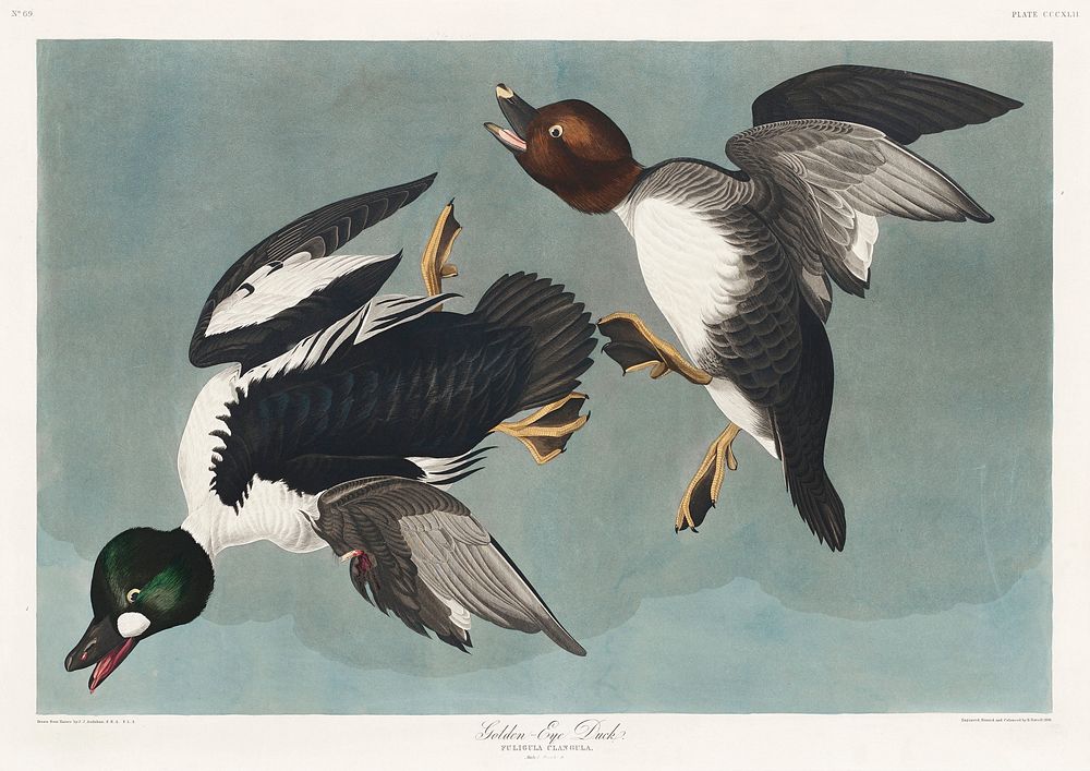 Golden-eye Duck from Birds of America (1827) by John James Audubon, etched by William Home Lizars. Original from University…