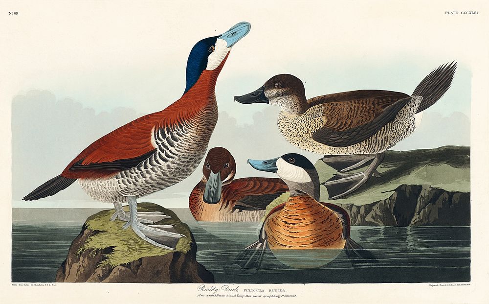 Ruddy Duck from Birds of America (1827) by John James Audubon, etched by William Home Lizars. Original from University of…