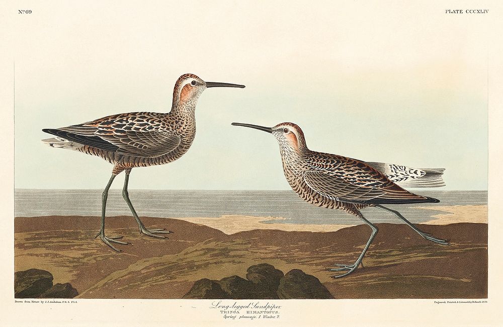 Long-legged Sandpiper from Birds of America (1827) by John James Audubon, etched by William Home Lizars. Original from…