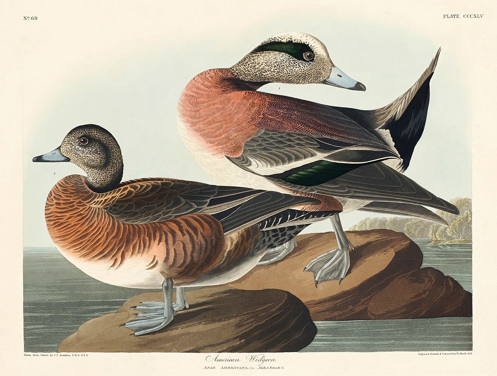American Widgeon from Birds of America (1827) by John James Audubon, etched by William Home Lizars. Original from University…