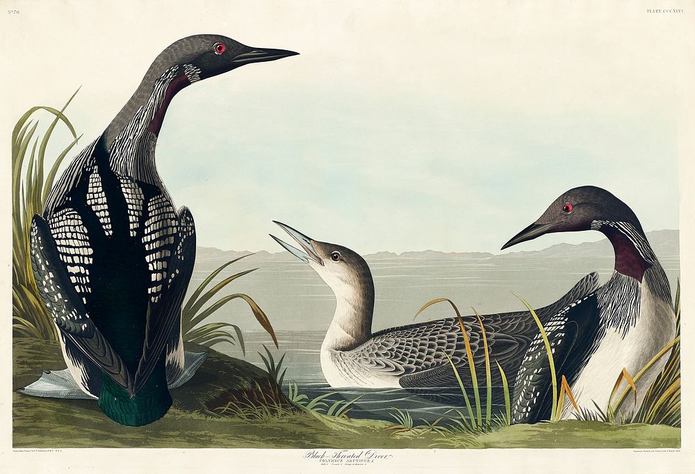 Black-Throated Diver from Birds of America (1827) by John James Audubon, etched by William Home Lizars. Original from…