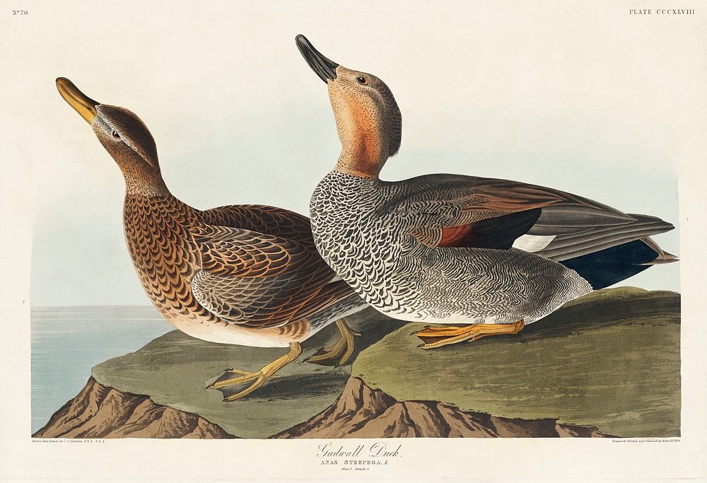 Gadwall Duck from Birds of America (1827) by John James Audubon, etched by William Home Lizars. Original from University of…