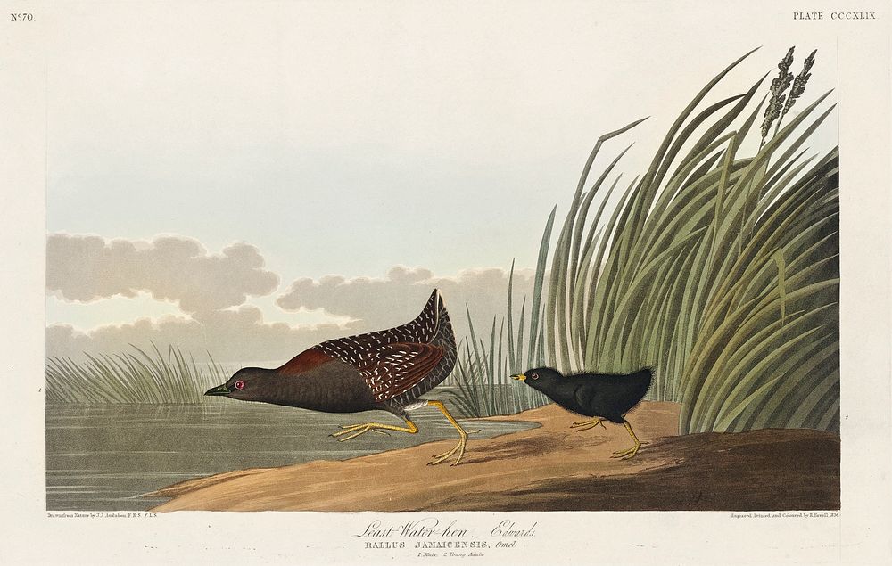 Least Water-hen from Birds of America (1827) by John James Audubon, etched by William Home Lizars. Original from University…