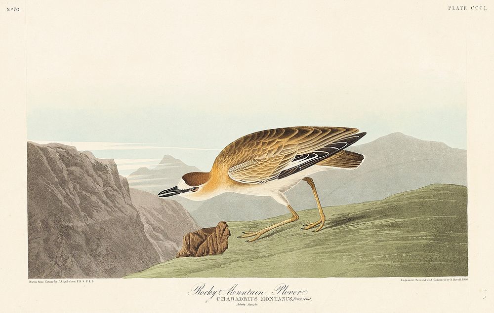 Rocky Mountain Plover from Birds of America (1827) by John James Audubon, etched by William Home Lizars. Original from…