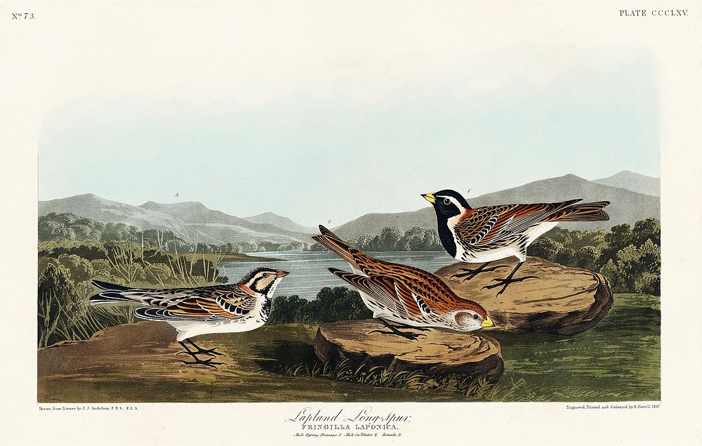 Lapland Long-spur from Birds of America (1827) by John James Audubon, etched by William Home Lizars. Original from…