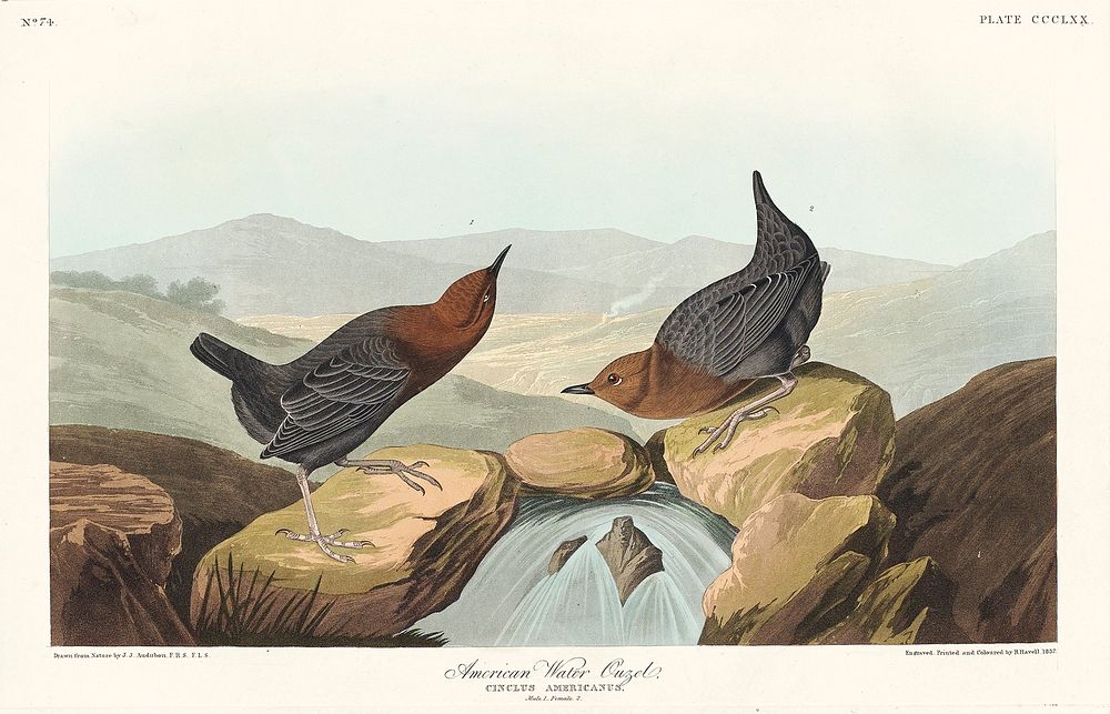 American Water Ouzel from Birds of America (1827) by John James Audubon, etched by William Home Lizars. Original from…