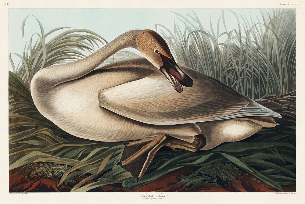 Trumpeter Swan from Birds of America (1827) by John James Audubon, etched by William Home Lizars. Original from University…