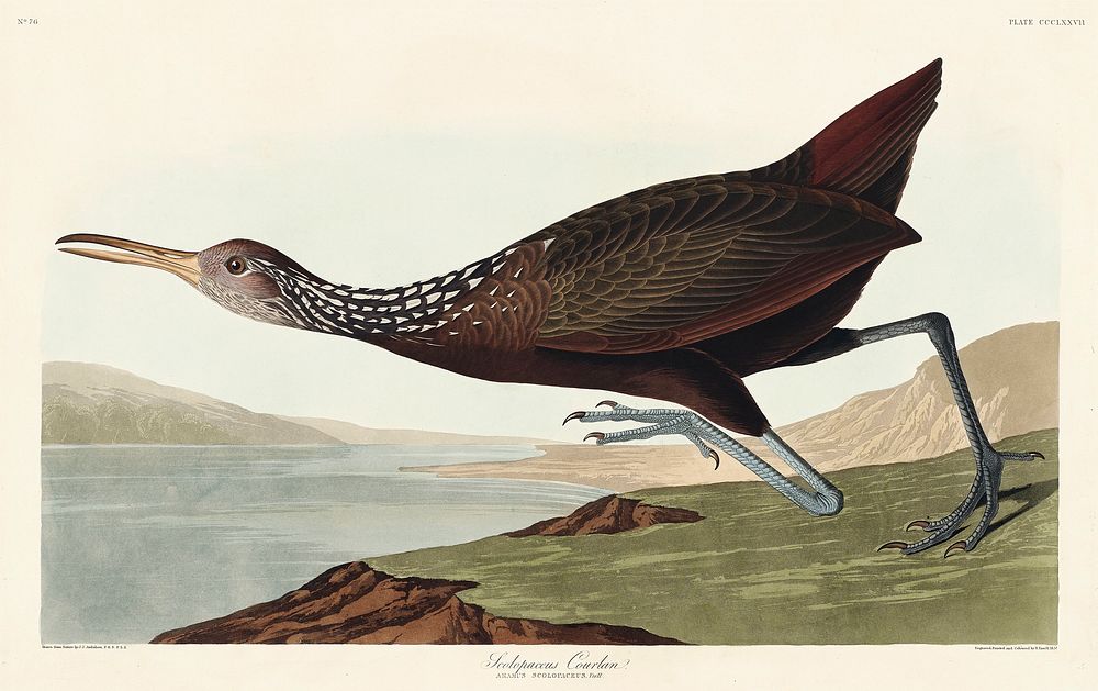 Scolopaceus Courlan from Birds of America (1827) by John James Audubon, etched by William Home Lizars. Original from…