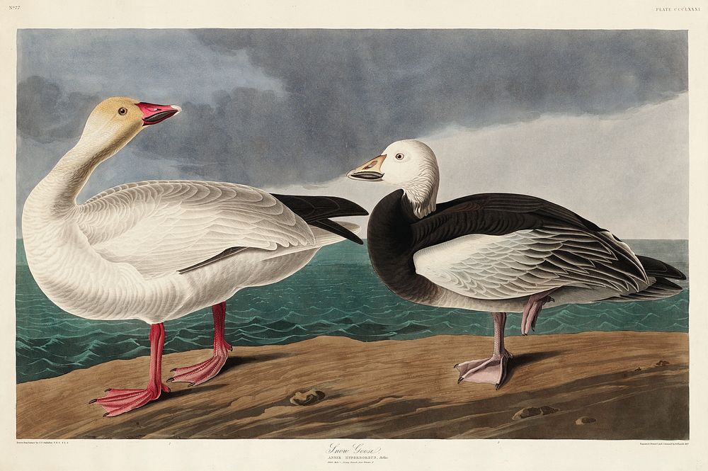 Snow Goose from Birds of America (1827) by John James Audubon, etched by William Home Lizars. Original from University of…