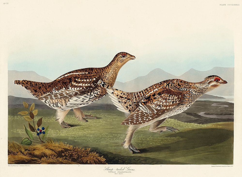 Sharp-tailed Grouse from Birds of America (1827) by John James Audubon, etched by William Home Lizars. Original from…