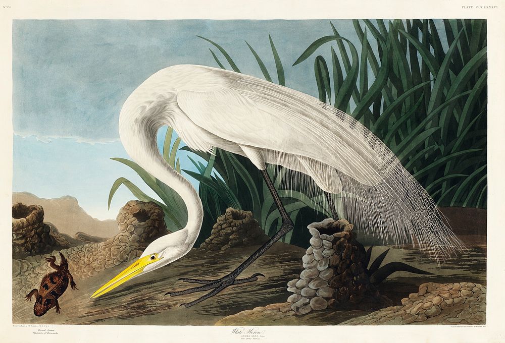 White Heron from Birds of America (1827) by John James Audubon, etched by William Home Lizars. Original from University of…