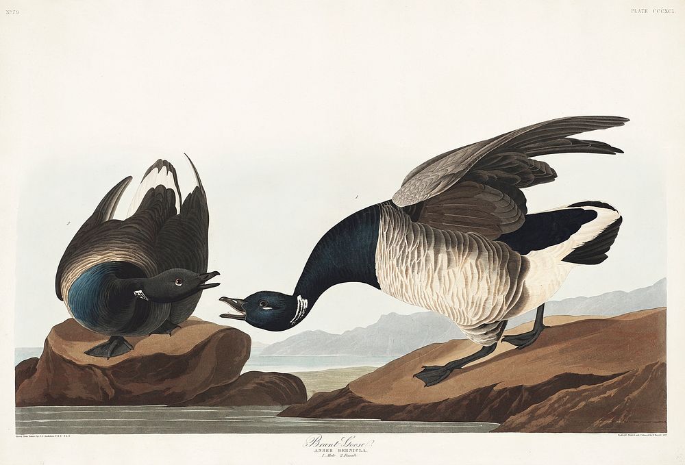 Brant Goose from Birds of America (1827) by John James Audubon, etched by William Home Lizars. Original from University of…