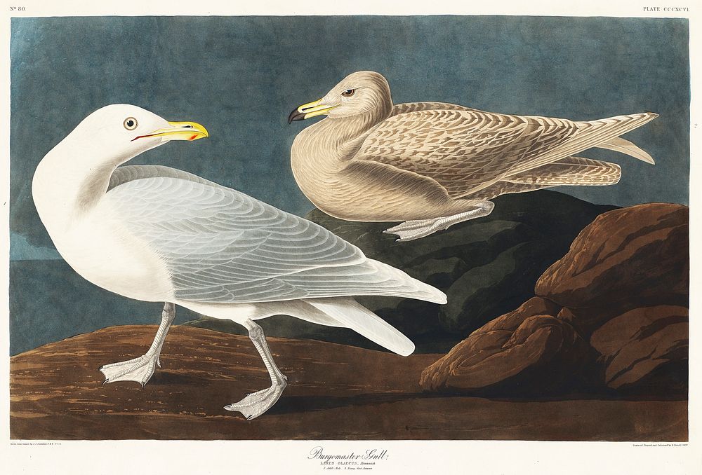 Burgomaster Gull from Birds of America (1827) by John James Audubon (1785 - 1851), etched by Robert Havell (1793 - 1878).…