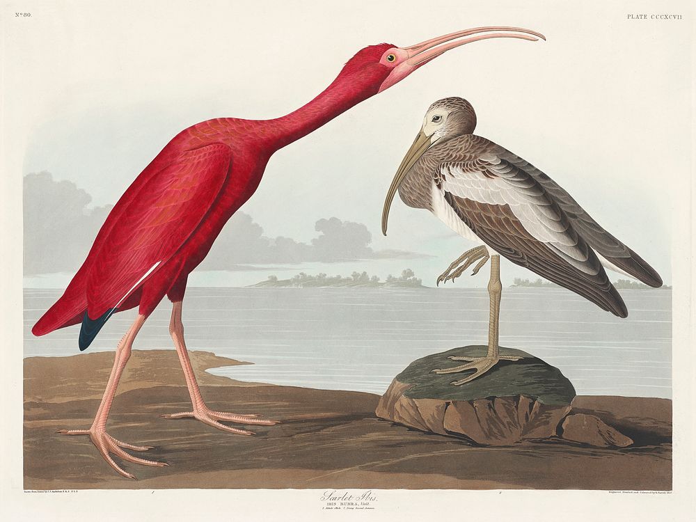 Scarlet Ibis from Birds of America (1827) by John James Audubon (1785 - 1851 ), etched by Robert Havell (1793 - 1878).…