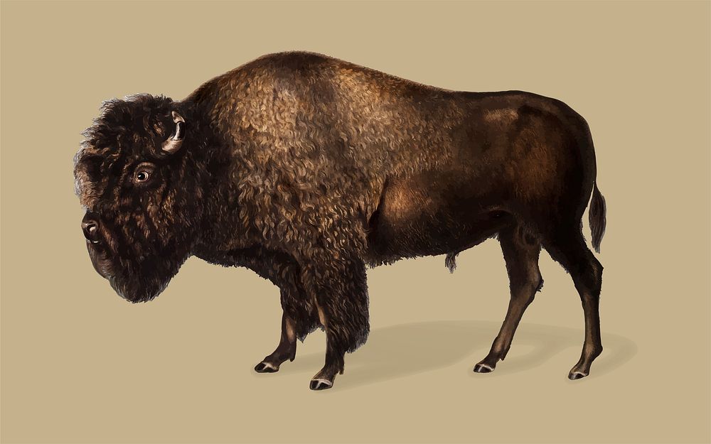 American Bison illustration