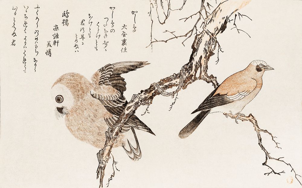 Kashidori Fukuro by Utamaro Kitagawa (1753-1806), a traditional Japanese ukiyo-e style illustration of jay and owl birds and…