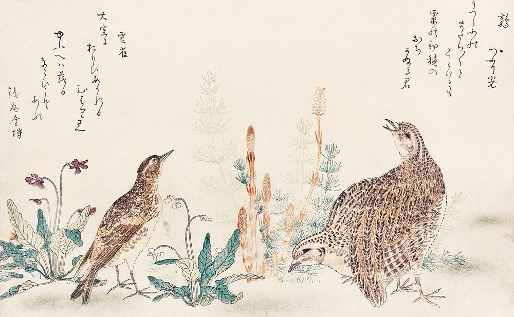 Uzura Hibari by Utamaro Kitagawa (1753-1806), a traditional Japanese ukiyo-e style illustration of quail and meadowlark…