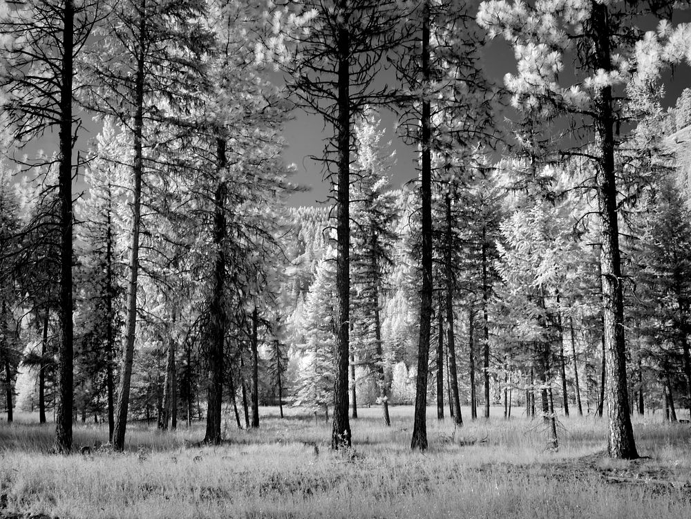 Infrared view of a forest of trees in Montana. Original image from Carol M. Highsmith's America, Library of Congress…