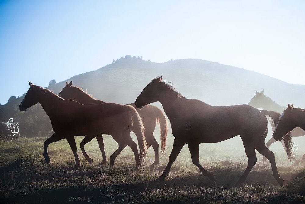 Horses head for the corral in the daily roundup of horses, Riverside, Wyoming. Original image from Carol M.…