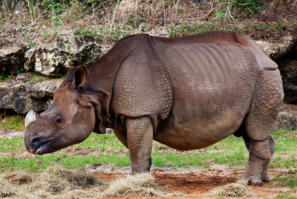 A rhino at The Montgomery Zoo, Oak Park. Original image from Carol M. Highsmith&rsquo;s America, Library of Congress…