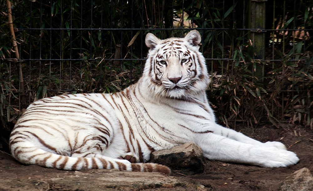 White Bengal tiger at the Montgomery Zoo, it was established in 1920 as part of Oak Park. Original image from Carol M.…