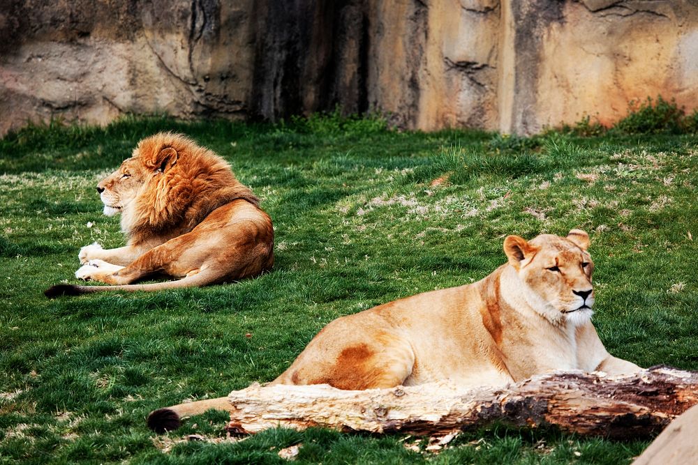 Lions at The Montgomery Zoo in Oak Park. Original image from Carol M. Highsmith&rsquo;s America, Library of Congress…