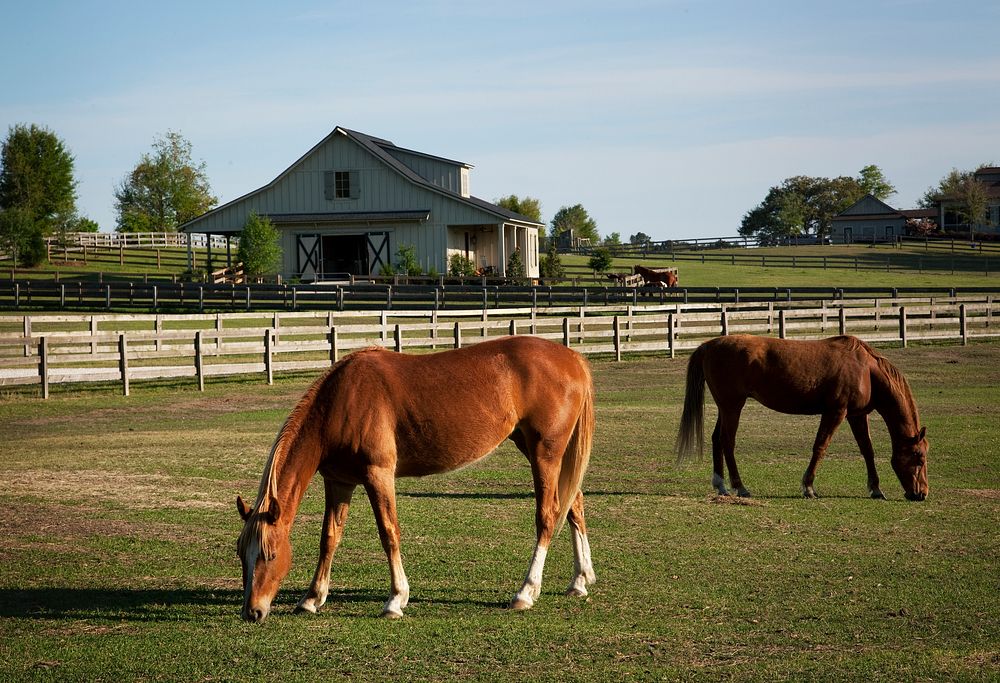 Horses at a ranch in rural Alabama. Original image from Carol M. Highsmith&rsquo;s America, Library of Congress collection.…