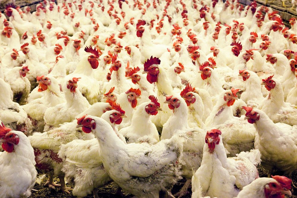 Thousands of chickens live in this large place where their main function is to lay eggs.