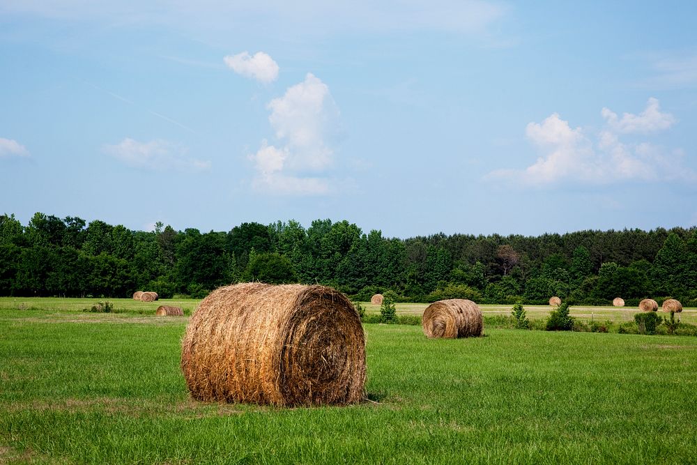 Hay bales dot the landscape of the 69.2 acre farm near Carrollton, Alabama. Original image from Carol M. Highsmith&rsquo;s…