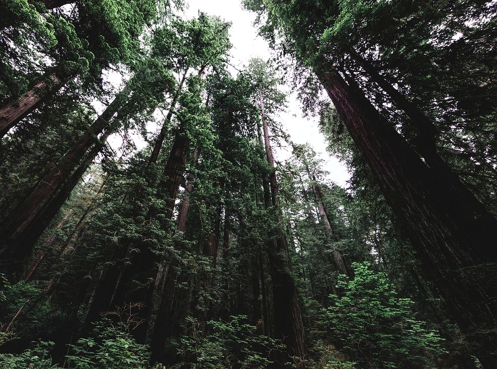 Bottom up view of tall trees at Redwood National and State Parks, United States, Northern California. Original image from…