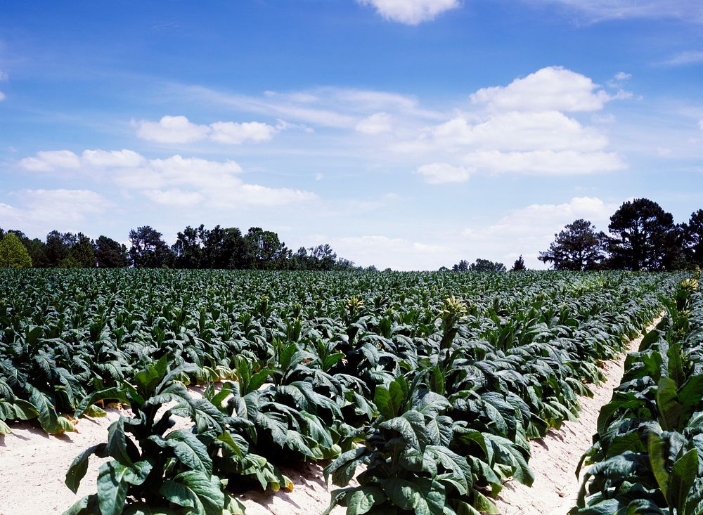 A thriving North Carolina tobacco field. Original image from Carol M. Highsmith&rsquo;s America, Library of Congress…
