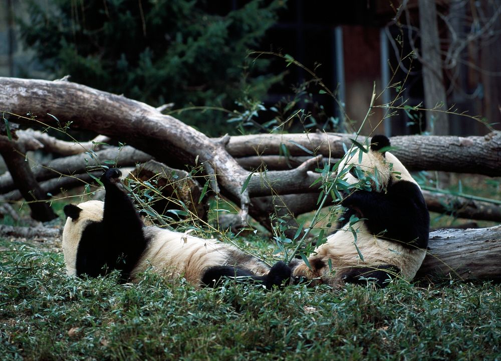 Giant pandas, the star attraction at the Smithsonian Institution's National Zoo. Original image from Carol M.…