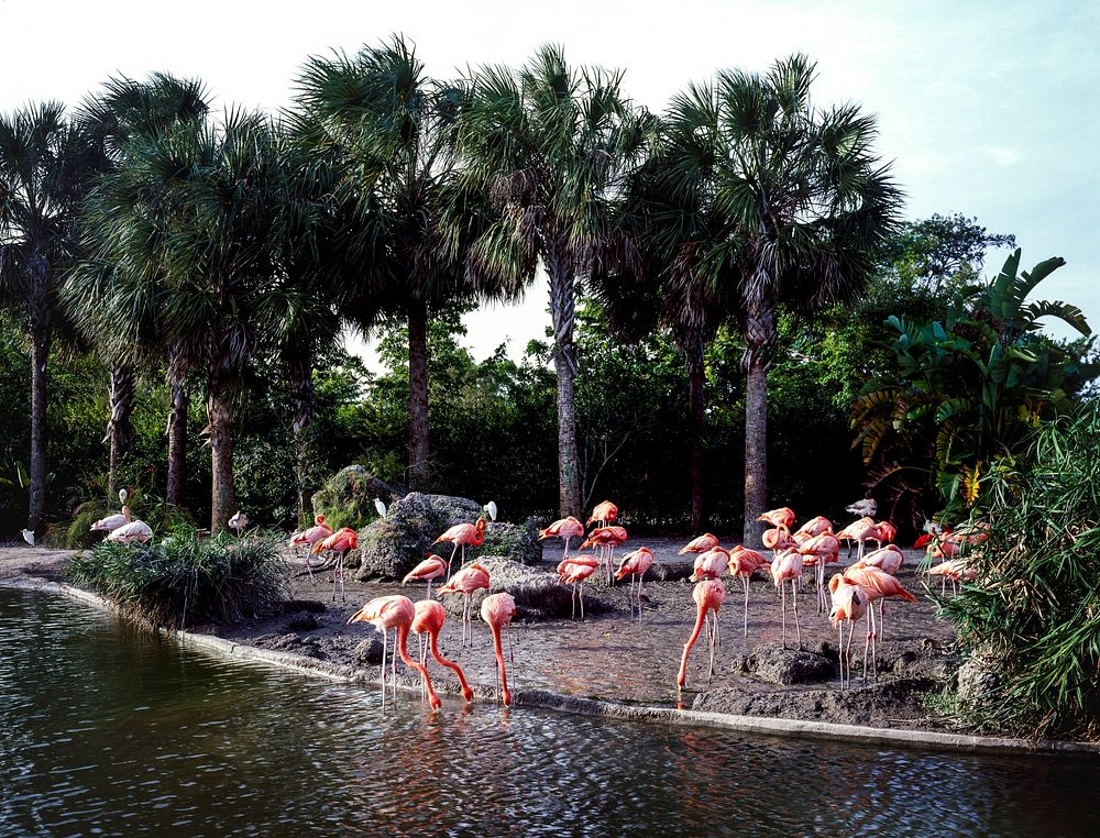 Flamingos walking around near a pond at the Miami Zoo. Original image from Carol M. Highsmith&rsquo;s America, Library of…