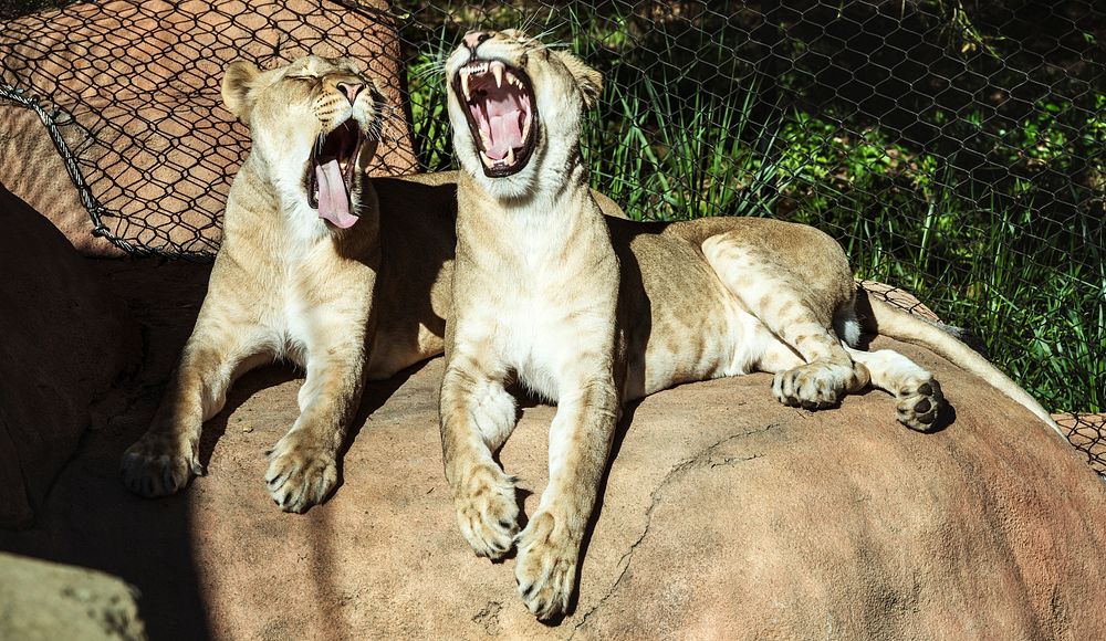 Two lionesses are less than excited about their chance to star in a photo shoot at the Santa Barbara, California, zoo.…