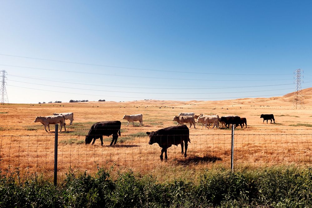 Cattle along the road in central California. Original image from Carol M. Highsmith&rsquo;s America, Library of Congress…