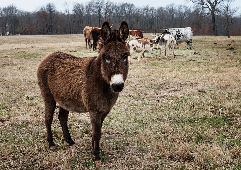 Curious donkey on a ranch in Red River County near Detroit, Texas. Original image from Carol M. Highsmith&rsquo;s America…