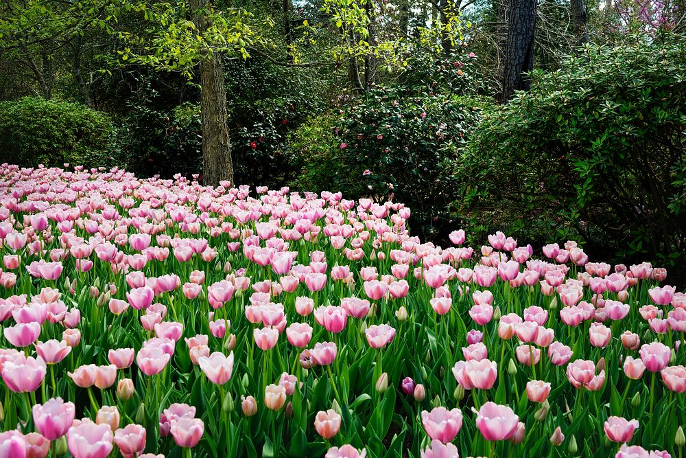 Tulips pop in late winter at the Bayou Bend Collection and Gardens in the River Oaks neighborhood of Houston, Texas.…
