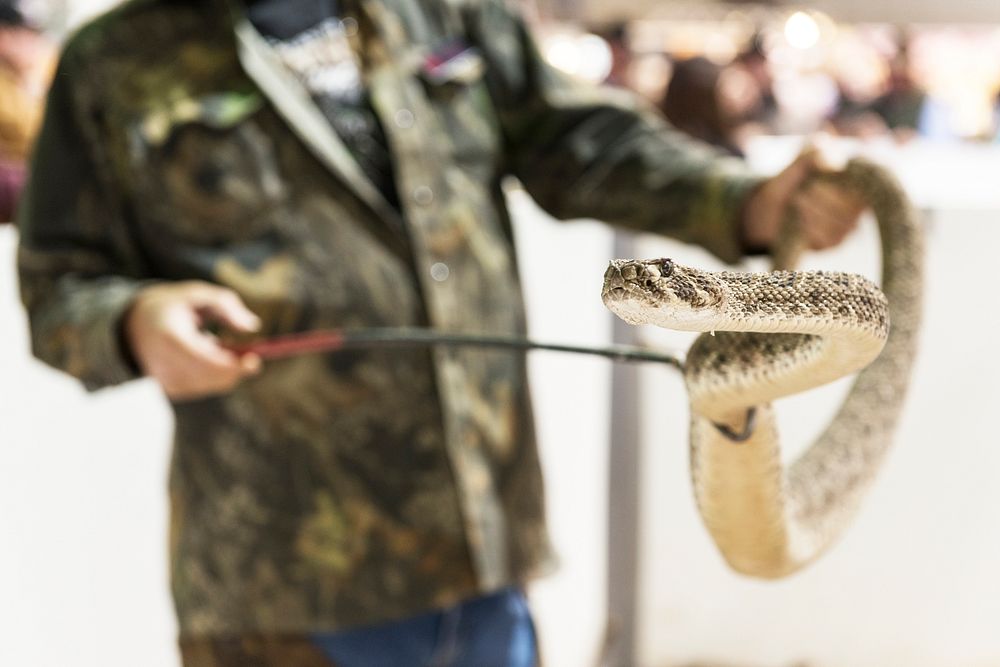 A snake-handler at the "World's Largest Rattlesnake Roundup" in Sweetwater, Texas. Original image from Carol M.…