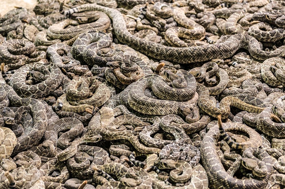 A literal pit of vipers at the "World's Largest Rattlesnake Roundup" in Sweetwater, Texas. Original image from Carol M.…