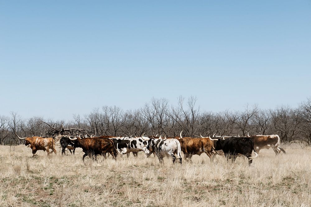 A herd of longhorn cattle grazing near the Fort Griffin town site. Original image from Carol M. Highsmith&rsquo;s America…