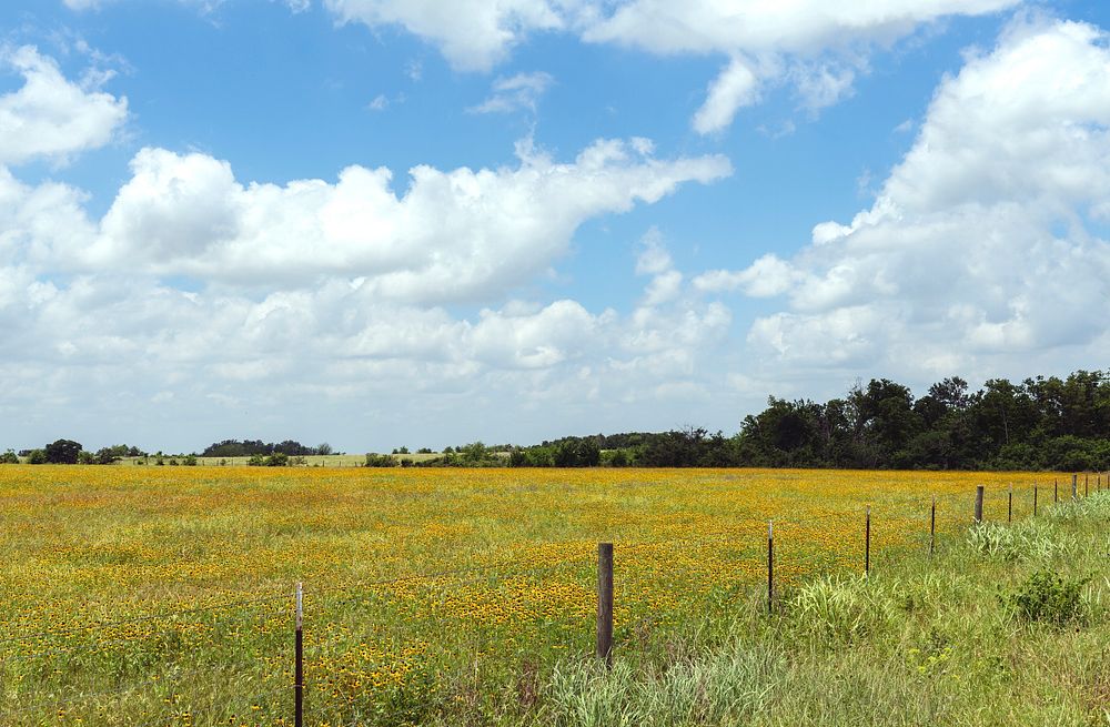 A field of wildflowers at the 1,800-acre Lonesome Pine Ranch. Original image from Carol M. Highsmith&rsquo;s America…