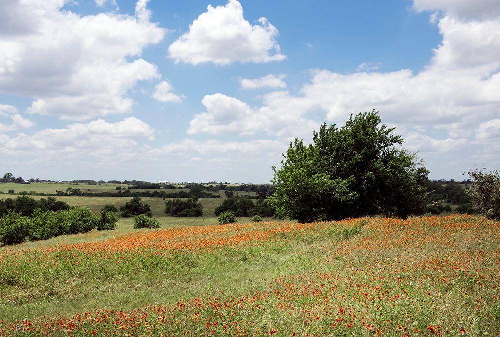 A field of wildflowers at the 1,800-acre Lonesome Pine Ranch, Austin, Texas. Original image from Carol M. Highsmith&rsquo;s…