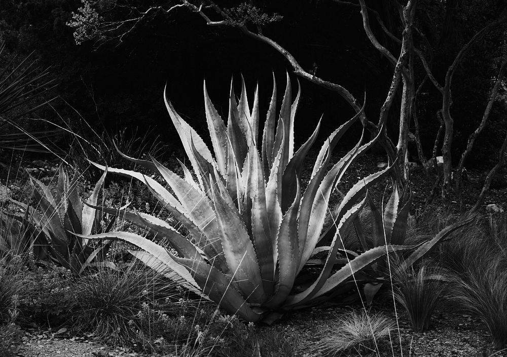 Aloe from the Lady Bird Johnson Wildflower Center, part of the University of Texas at Austin but located 10 miles south of…
