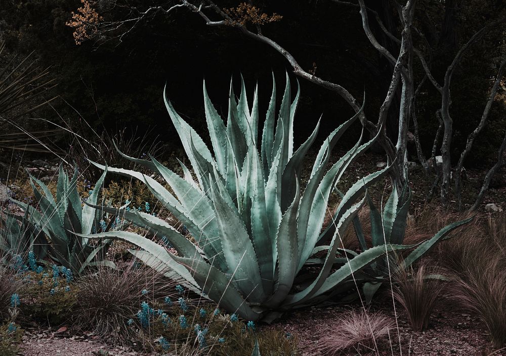 Aloe from the Lady Bird Johnson Wildflower Center, part of the University of Texas at Austin. Original image from Carol M.…