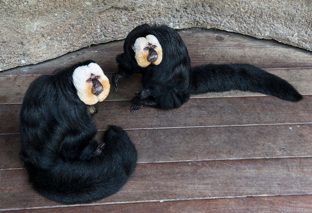Two white-faced Saki monkeys, who roam freely in the Rainforest Pyramid at Moody Gardens, an educational tourist attraction…