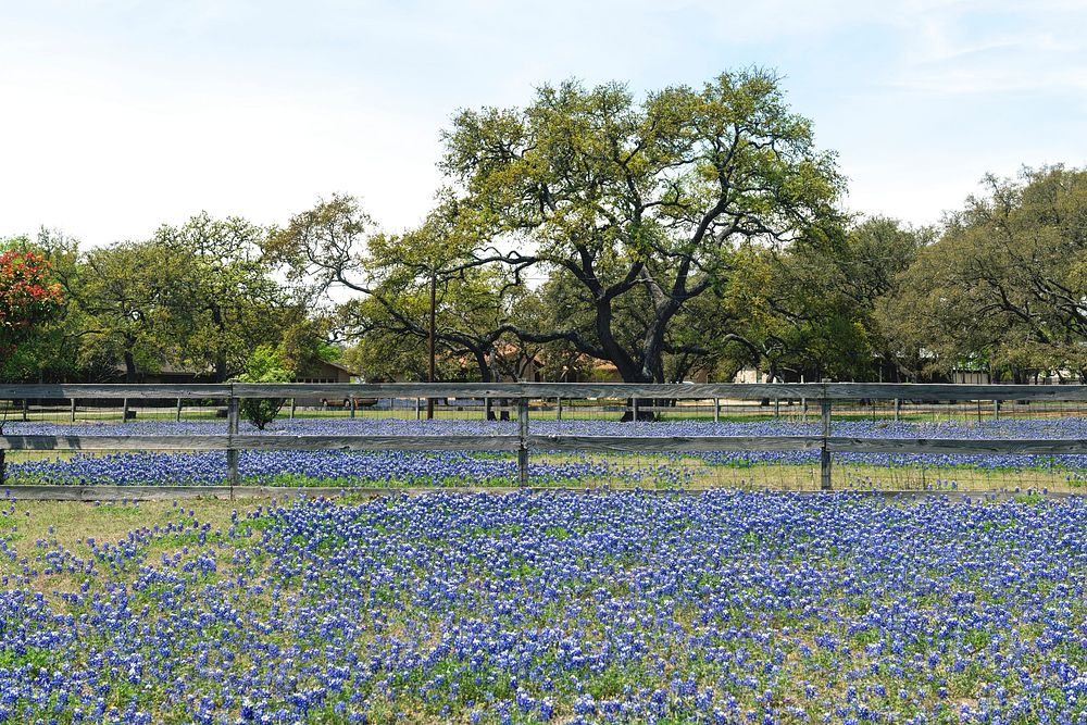 Profusion of the Texas State Flower -- subtle bluebonnets -- in a field in Boerne, Texas, west of San Antonio. Original…