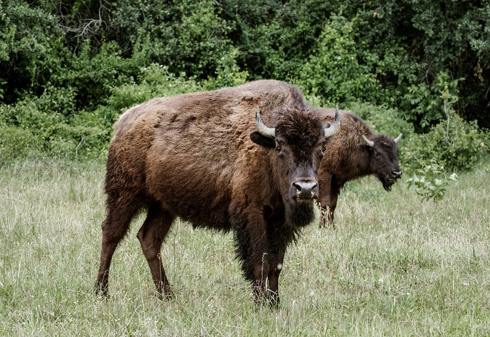 American bison, or buffaloes, in Yellowstone National Park in the northwest corner of Wyoming. Original image from Carol M.…